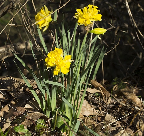 Fiore giallo - Narcissus sp.